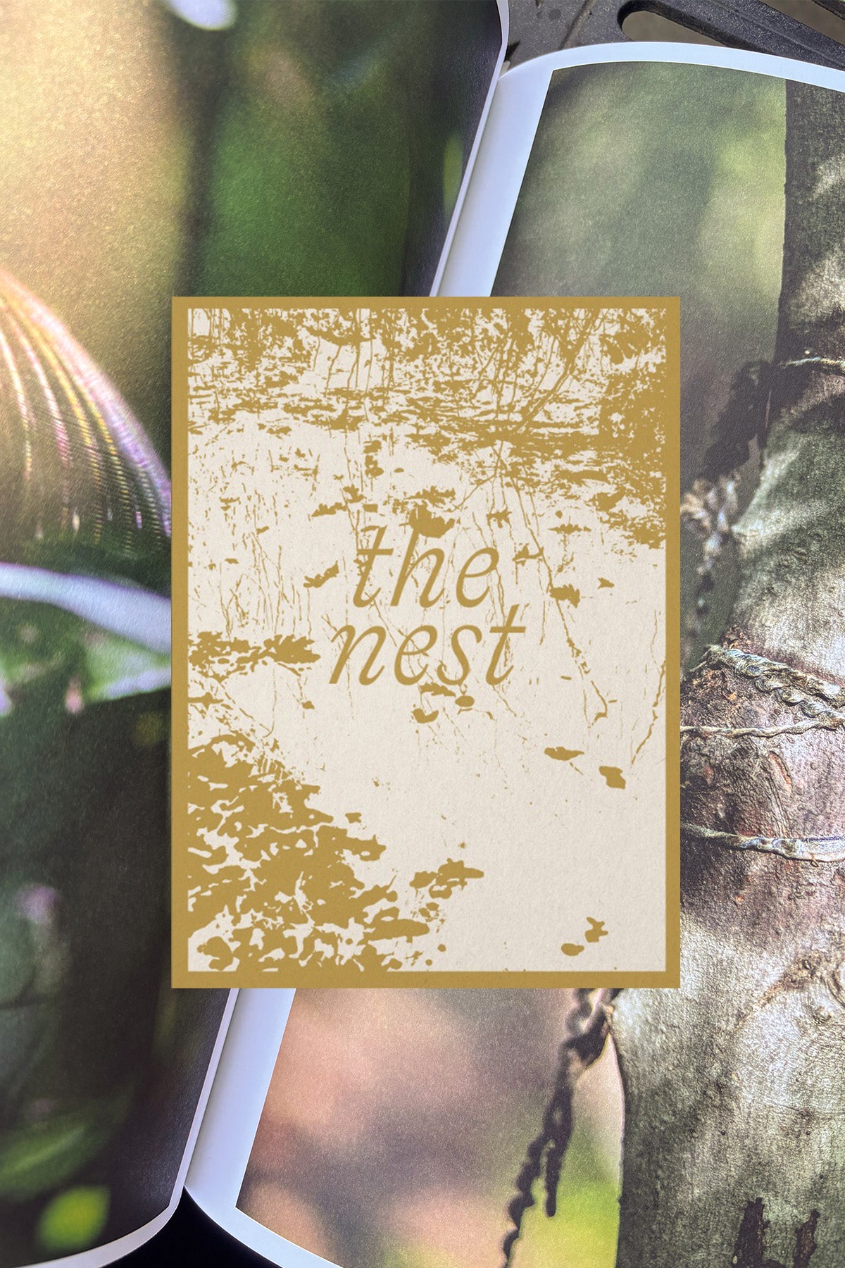 Lynn Alleva Lily – The Nest